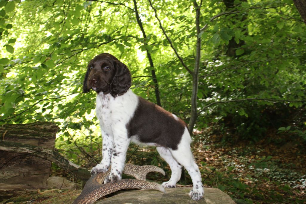 Aïkane De La Mordorée Du Tertre