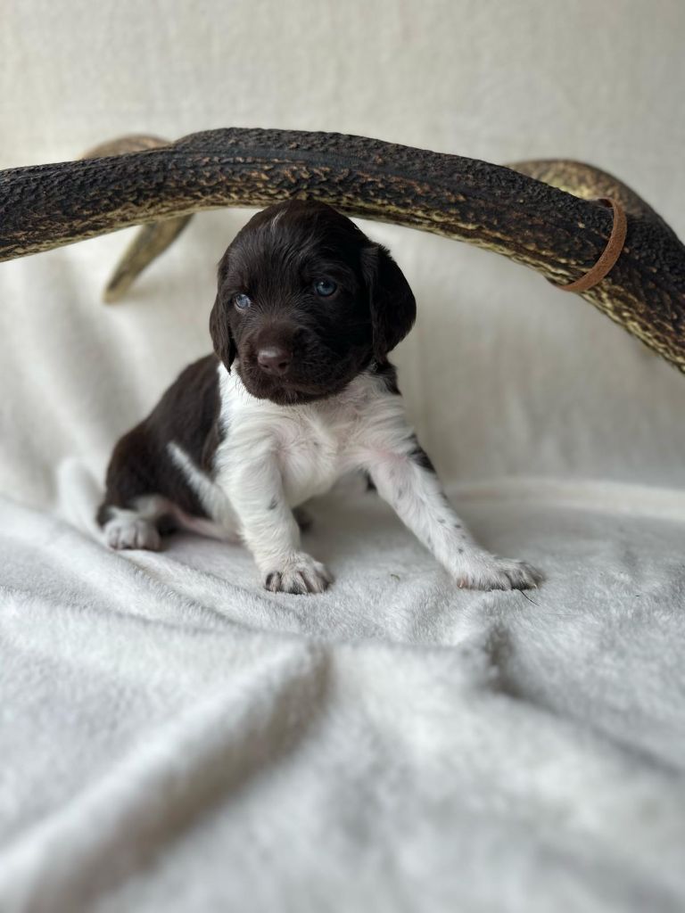 De La Mordorée Du Tertre - Chiots disponibles - Petit Epagneul de Münster
