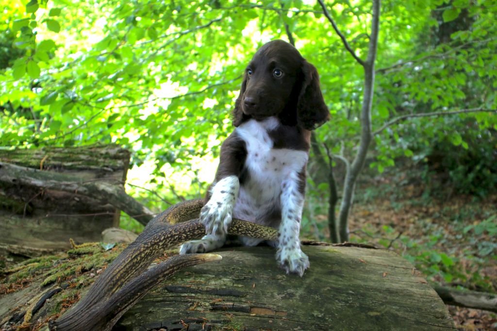 De La Mordorée Du Tertre - Chiots disponibles - Petit Epagneul de Münster