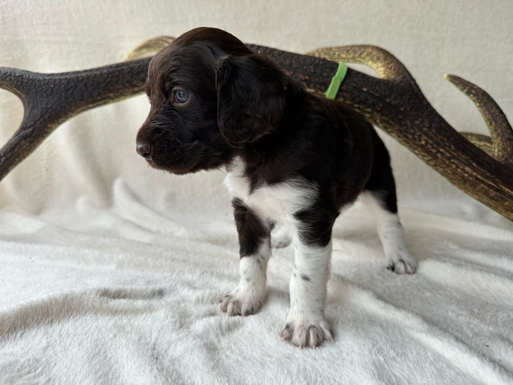 De La Mordorée Du Tertre - Chiots disponibles - Petit Epagneul de Münster