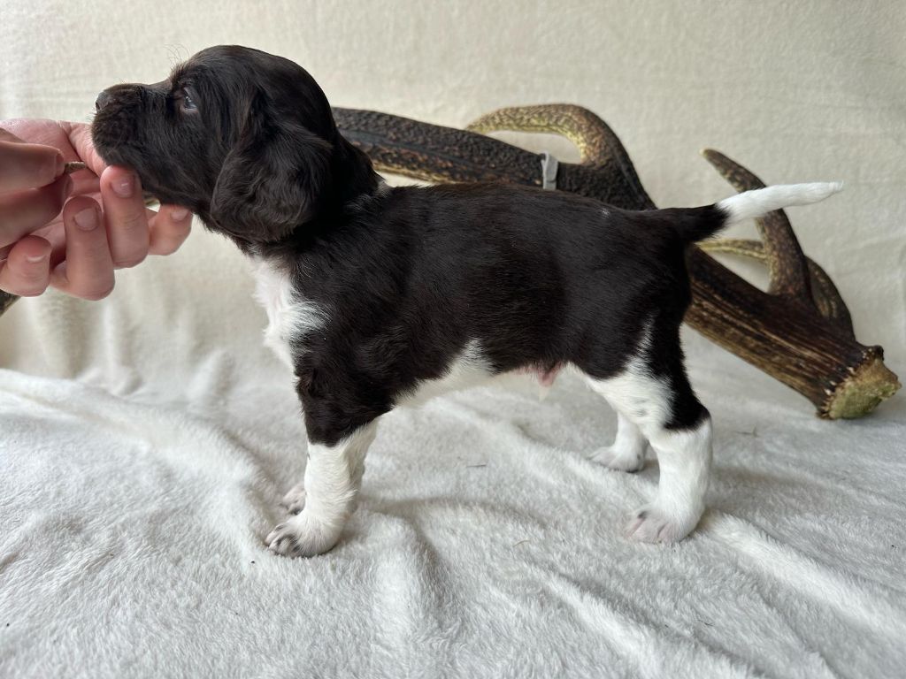 De La Mordorée Du Tertre - Chiots disponibles - Petit Epagneul de Münster