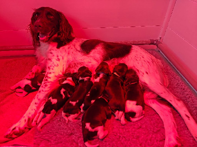 CHIOT 5