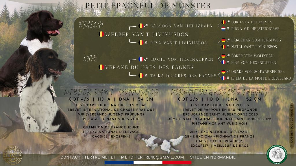 Chiot Petit Epagneul de Münster De La Mordorée Du Tertre