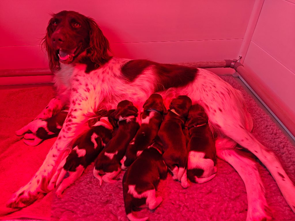 De La Mordorée Du Tertre - Chiots disponibles - Petit Epagneul de Münster