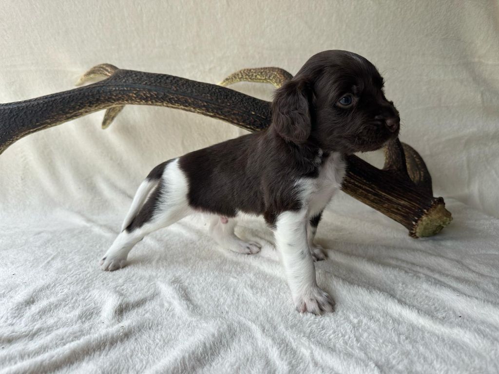 De La Mordorée Du Tertre - Chiots disponibles - Petit Epagneul de Münster